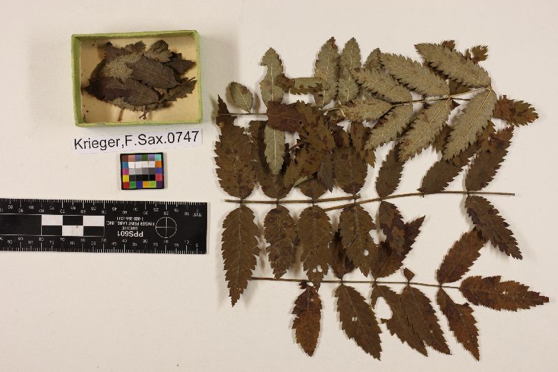 Cercospora kriegeriana image
