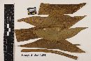 Ramularia sagittariae image