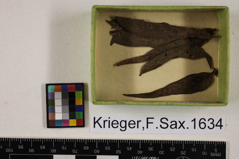 Phyllosticta kriegeriana image