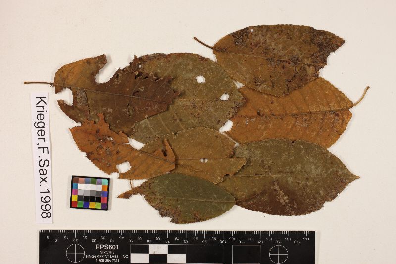 Hainesia feurichii image
