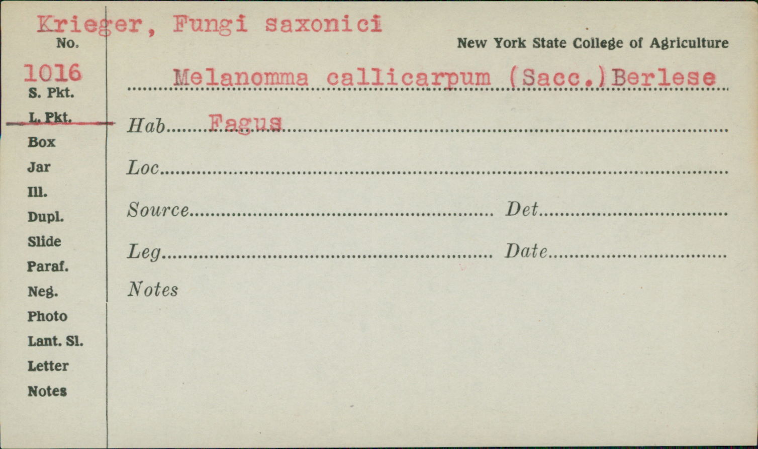 Melanomma callicarpum image