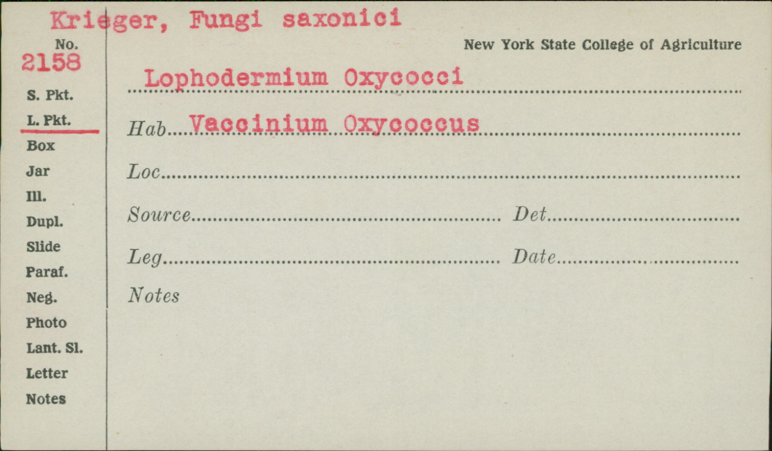 Lophodermium oxycocci image