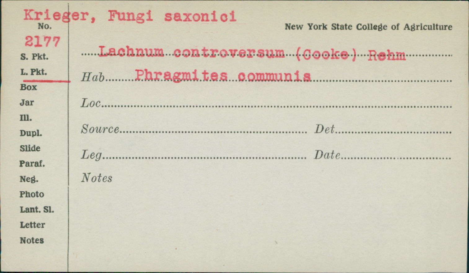 Lachnum controversum image