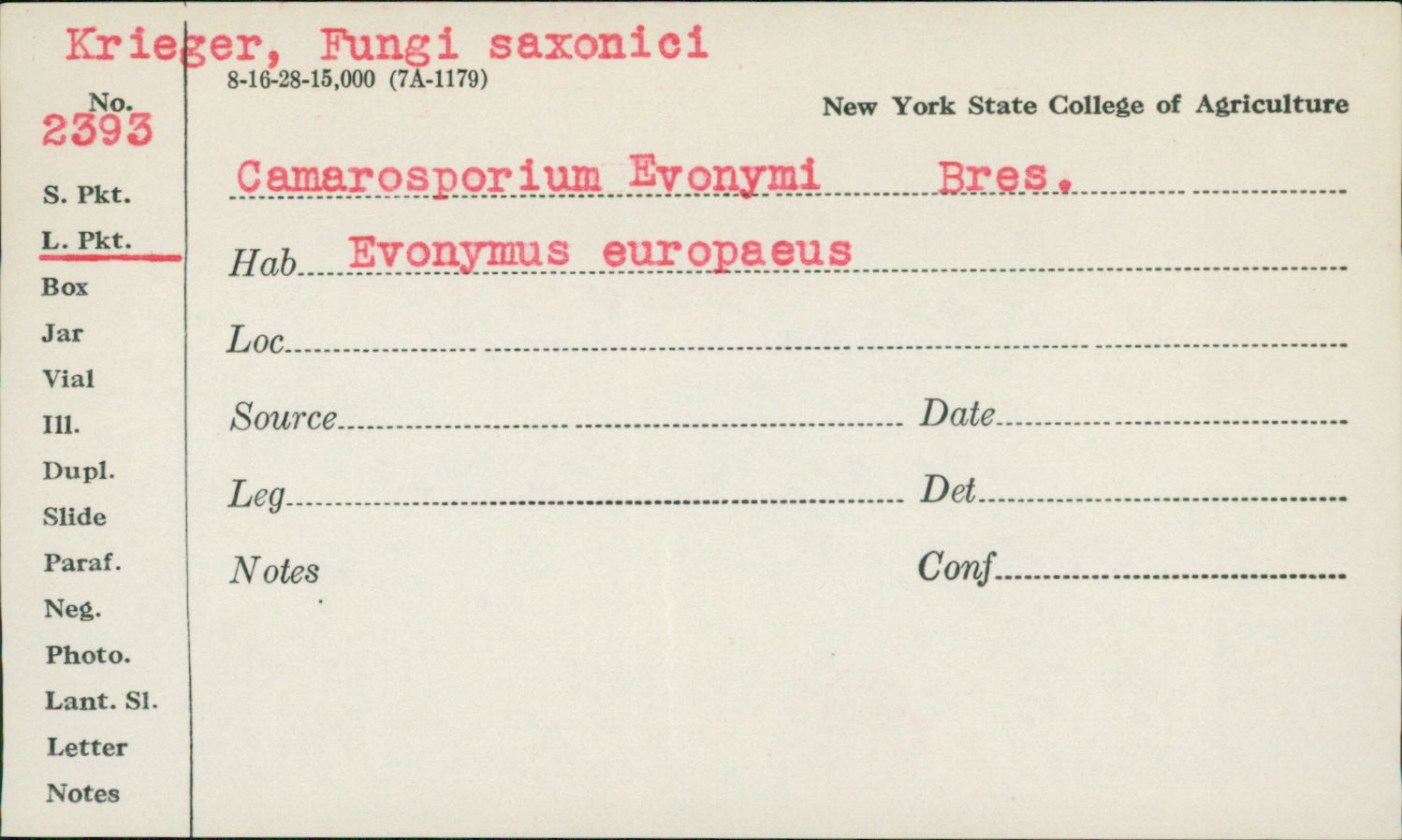 Camarosporium euonymi image