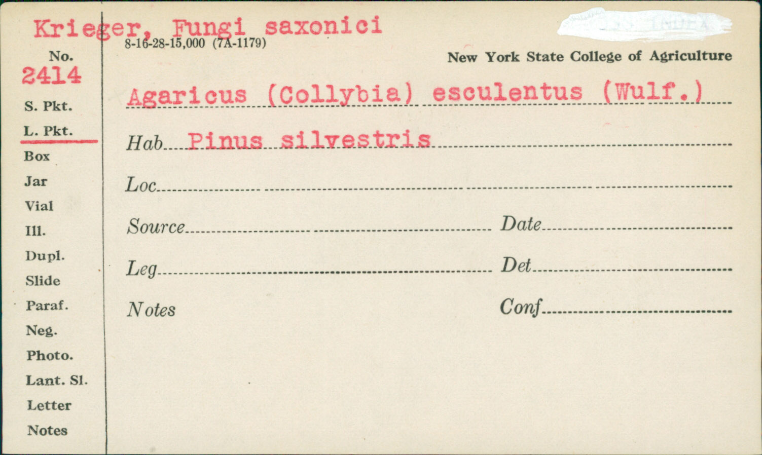 Agaricus esculentus image