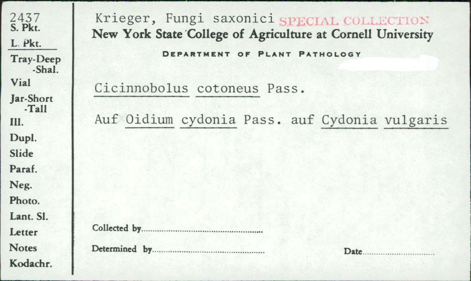 Cicinnobolus cotoneus image