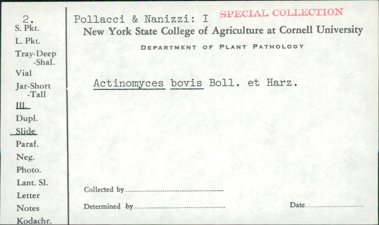 Actinomyces bovis image