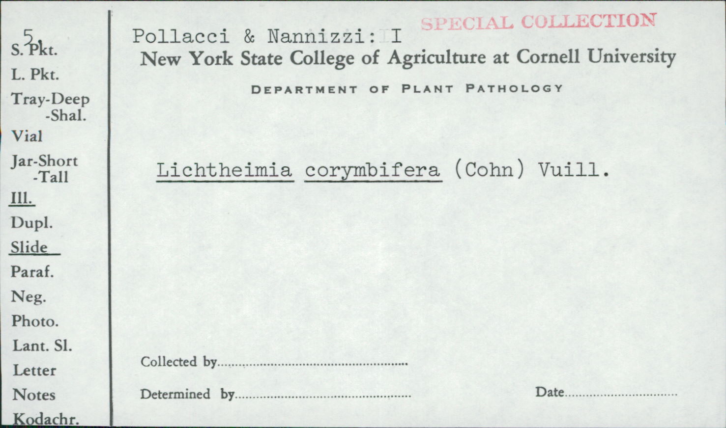 Lichtheimia corymbifera image