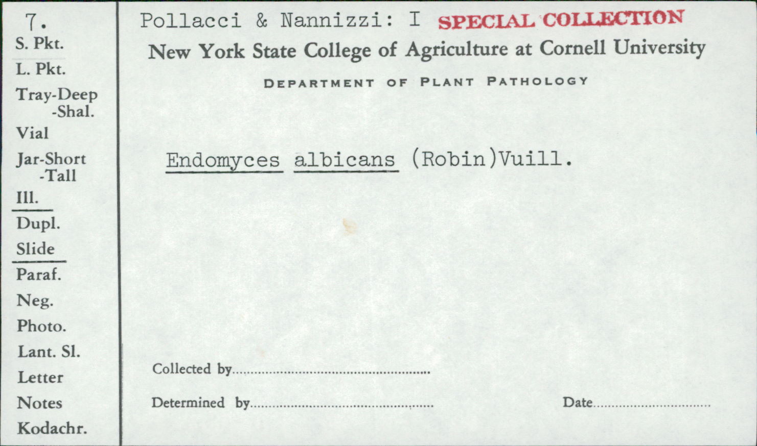 Candida albicans image