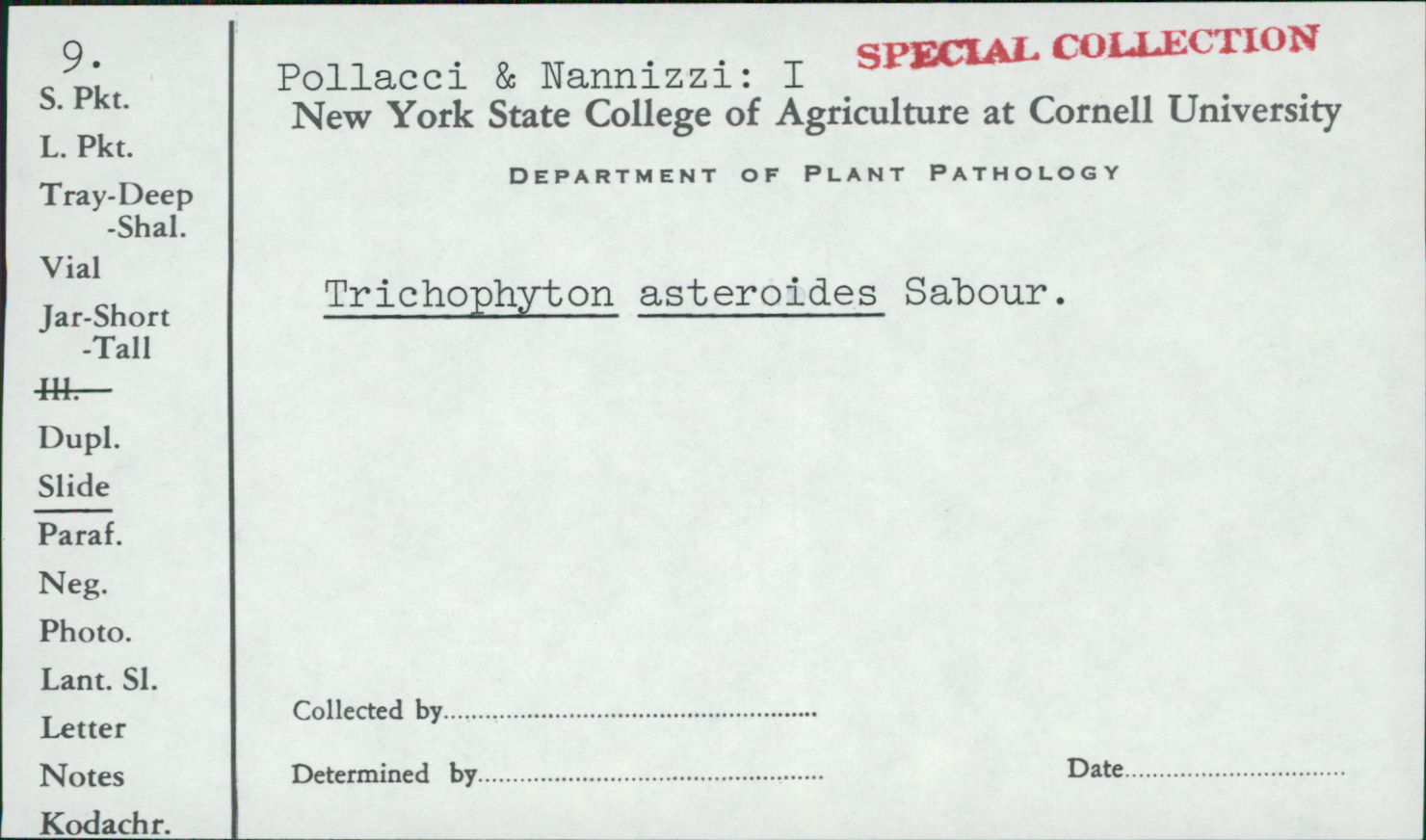Trichophyton asteroides image