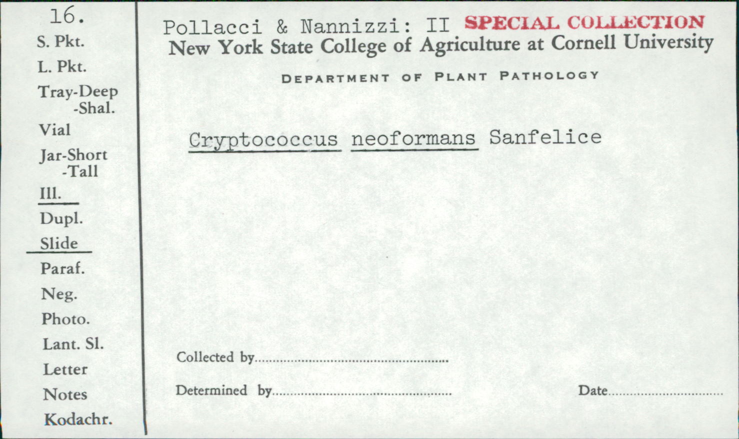 Cryptococcus neoformans image