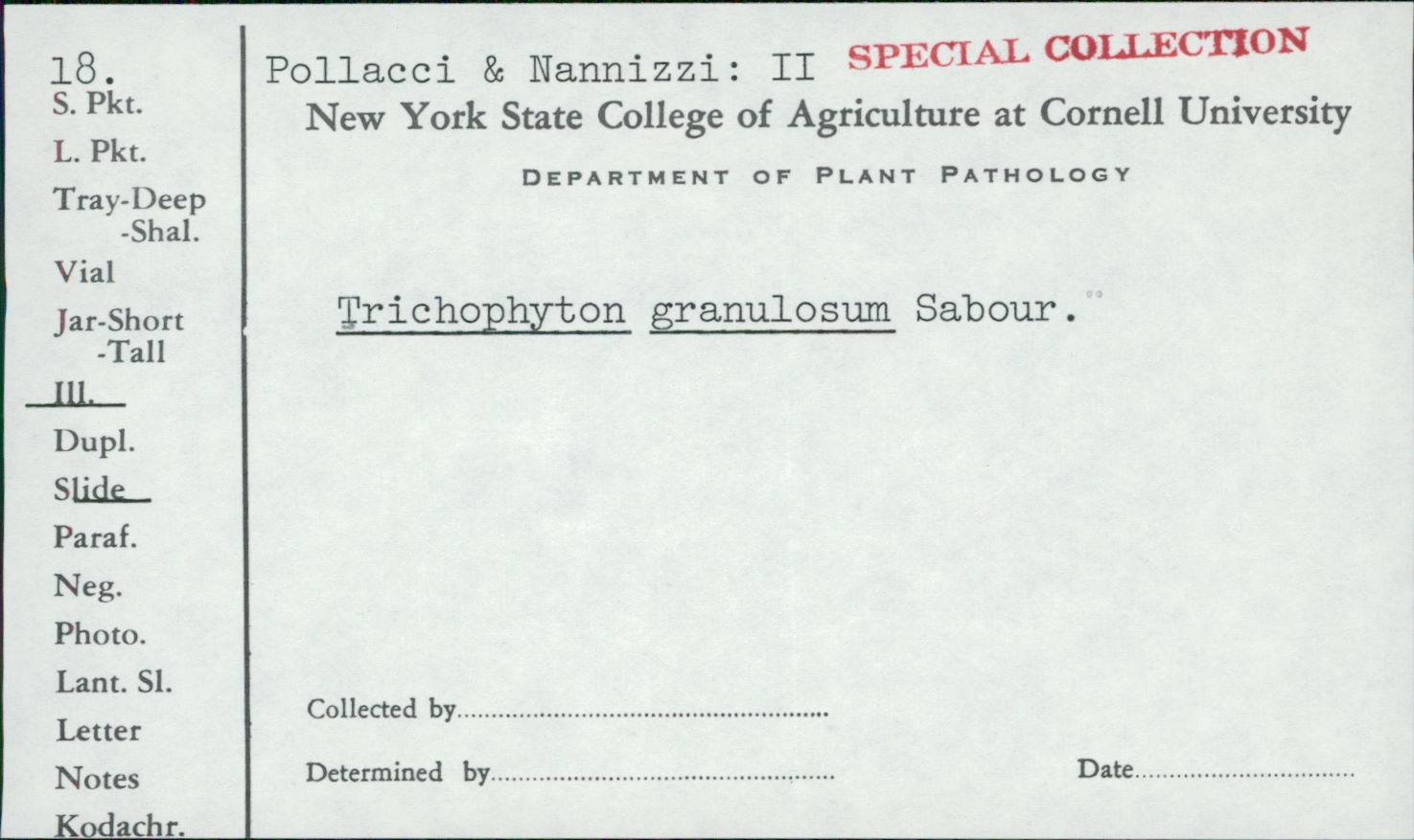 Trichophyton granulosum image
