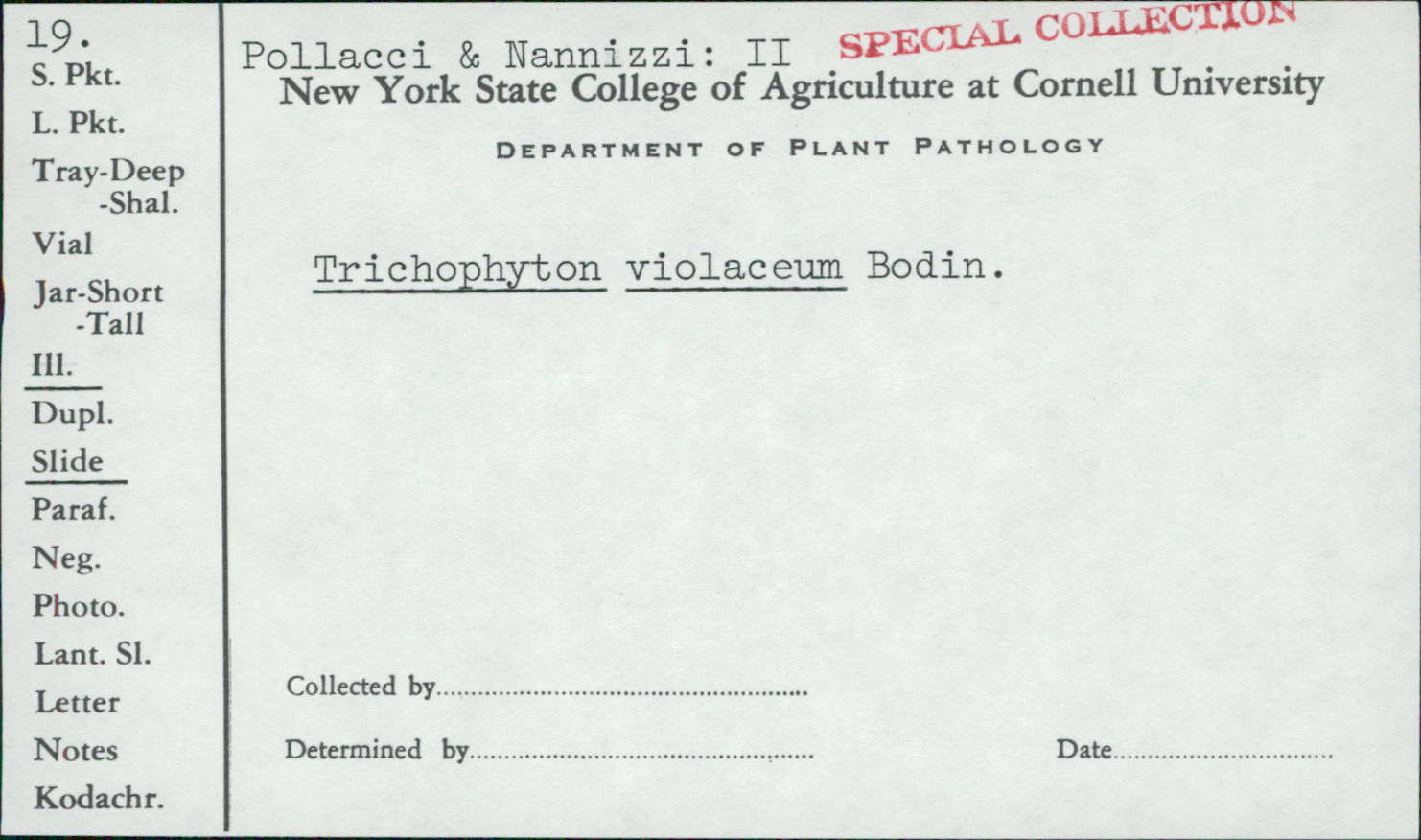 Trichophyton violaceum image