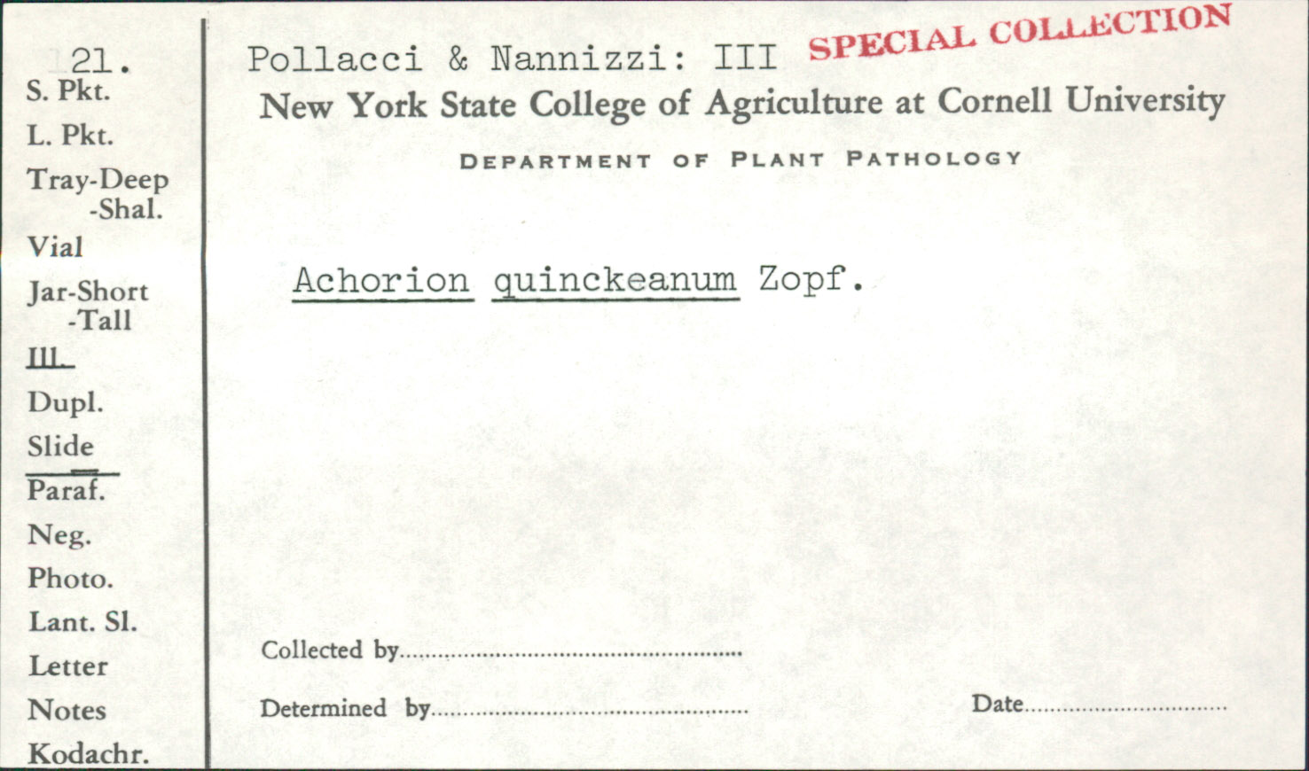 Trichophyton image