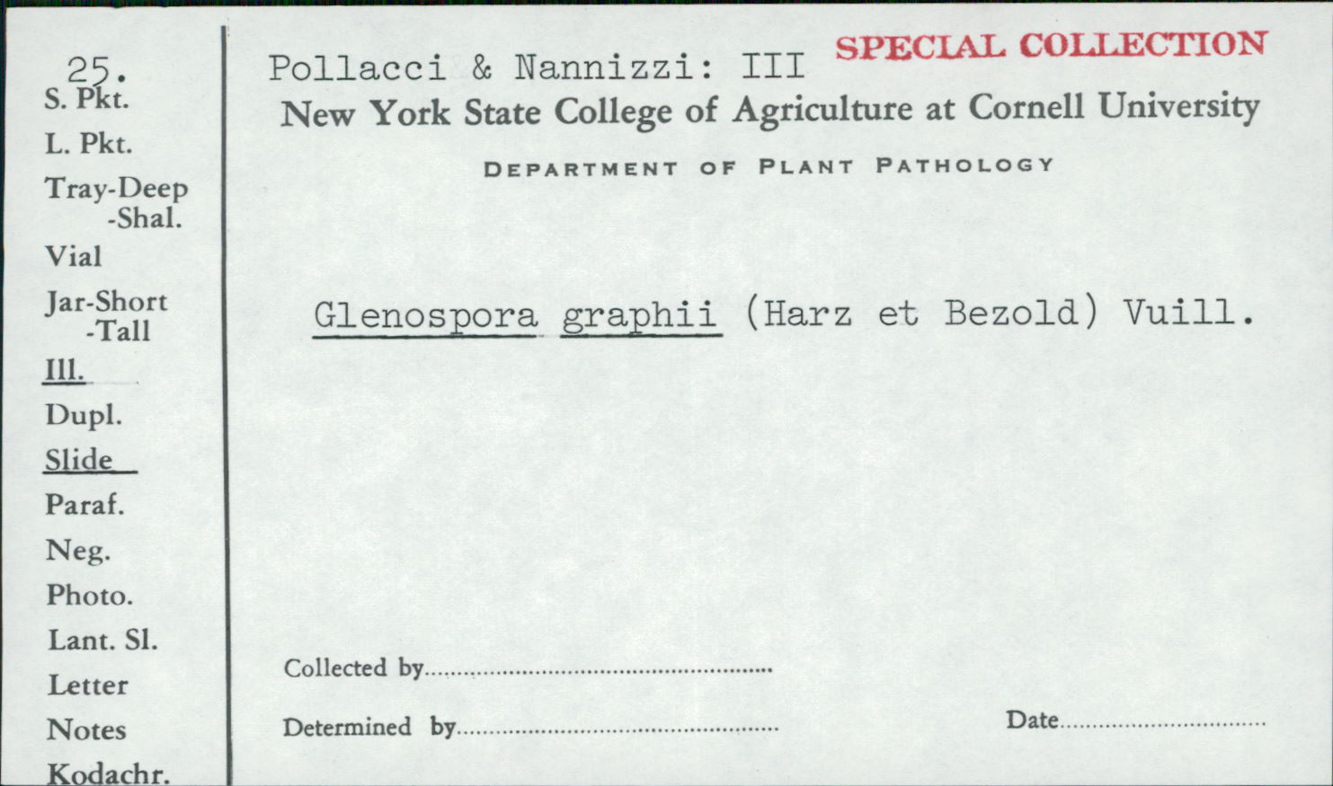 Glenospora graphii image
