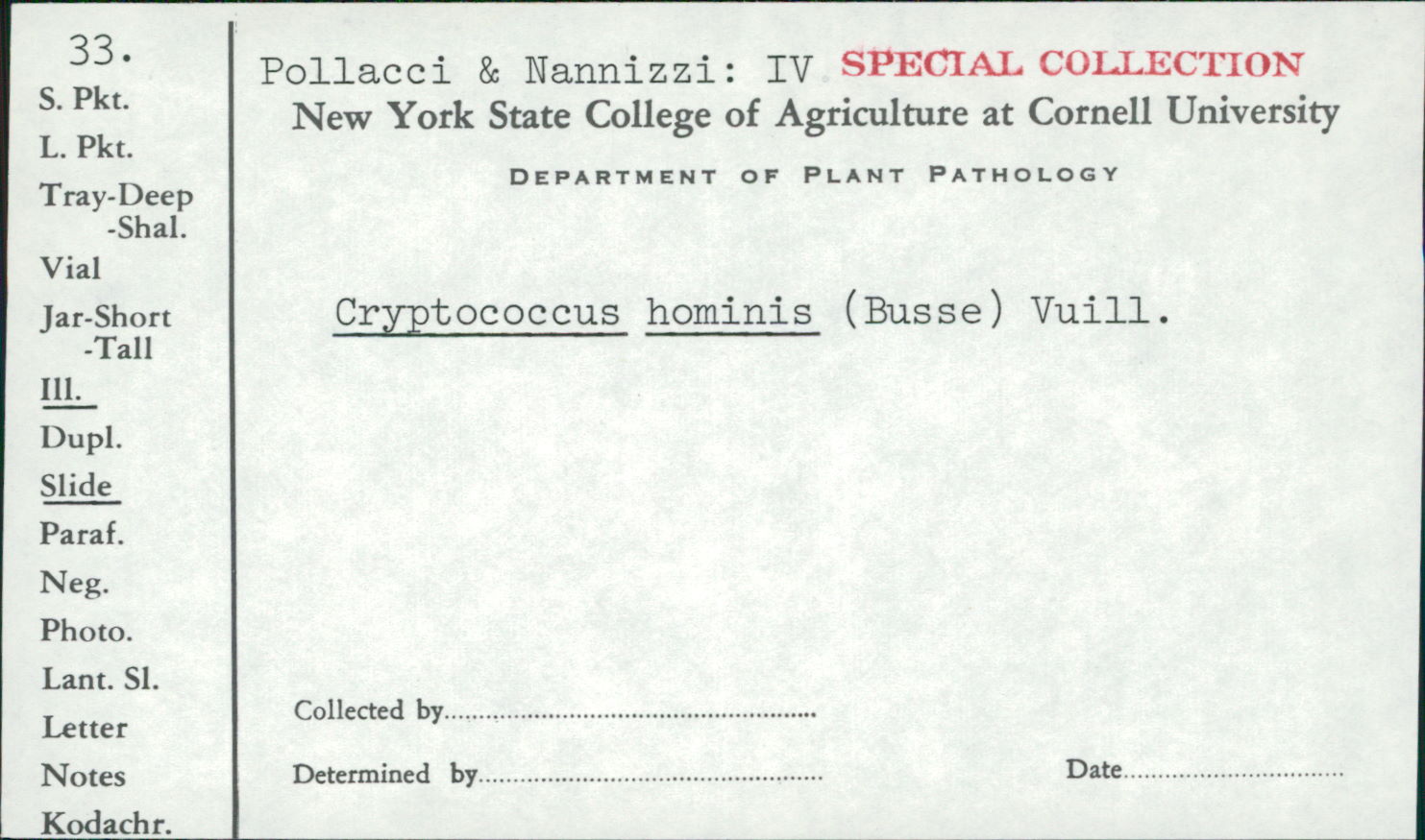 Cryptococcus hominis image