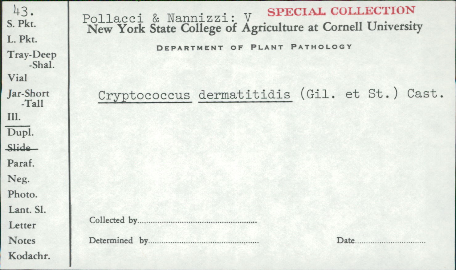 Blastomyces dermatitidis image