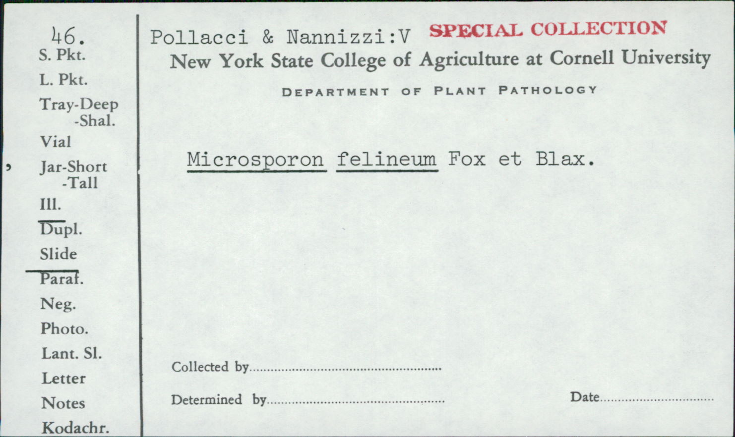 Microsporon felineum image