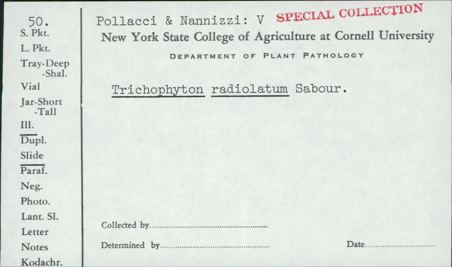 Trichophyton radiolatum image