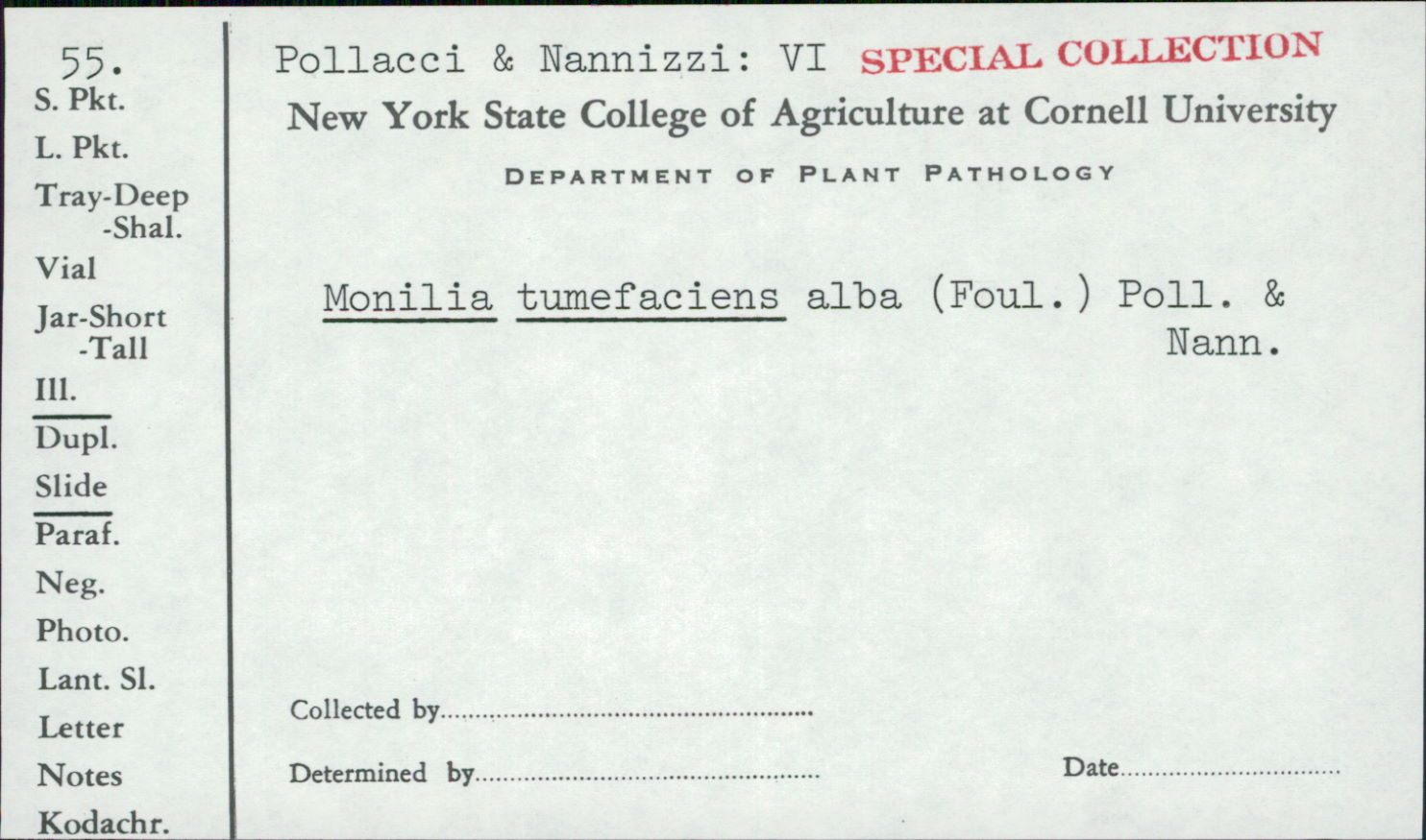 Candida albicans image