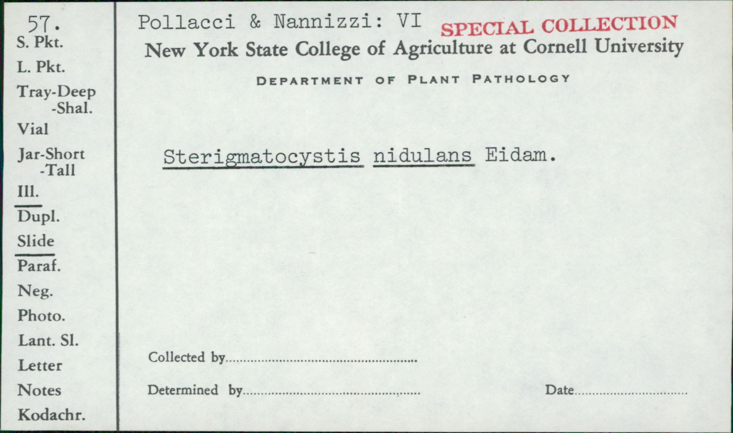 Aspergillus nidulans var. nidulans image