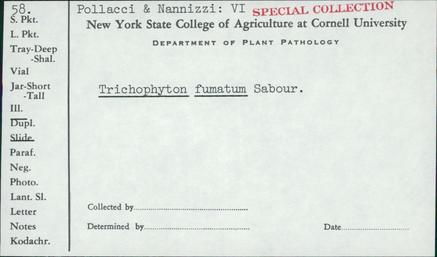 Trichophyton fumatum image