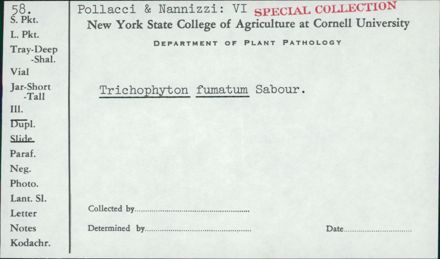 Trichophyton image