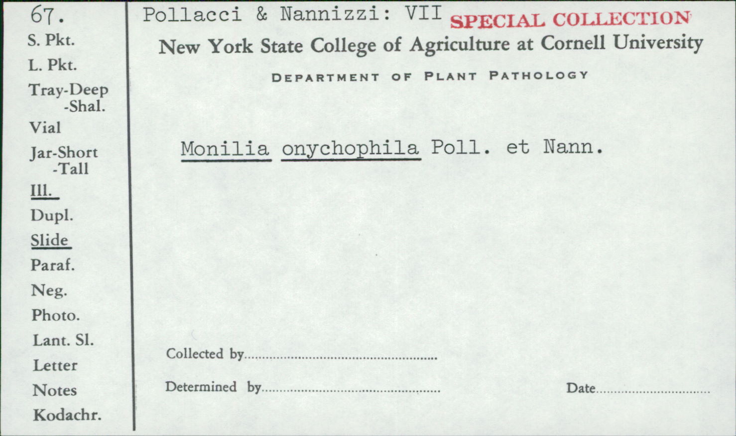 Candida parapsilosis image