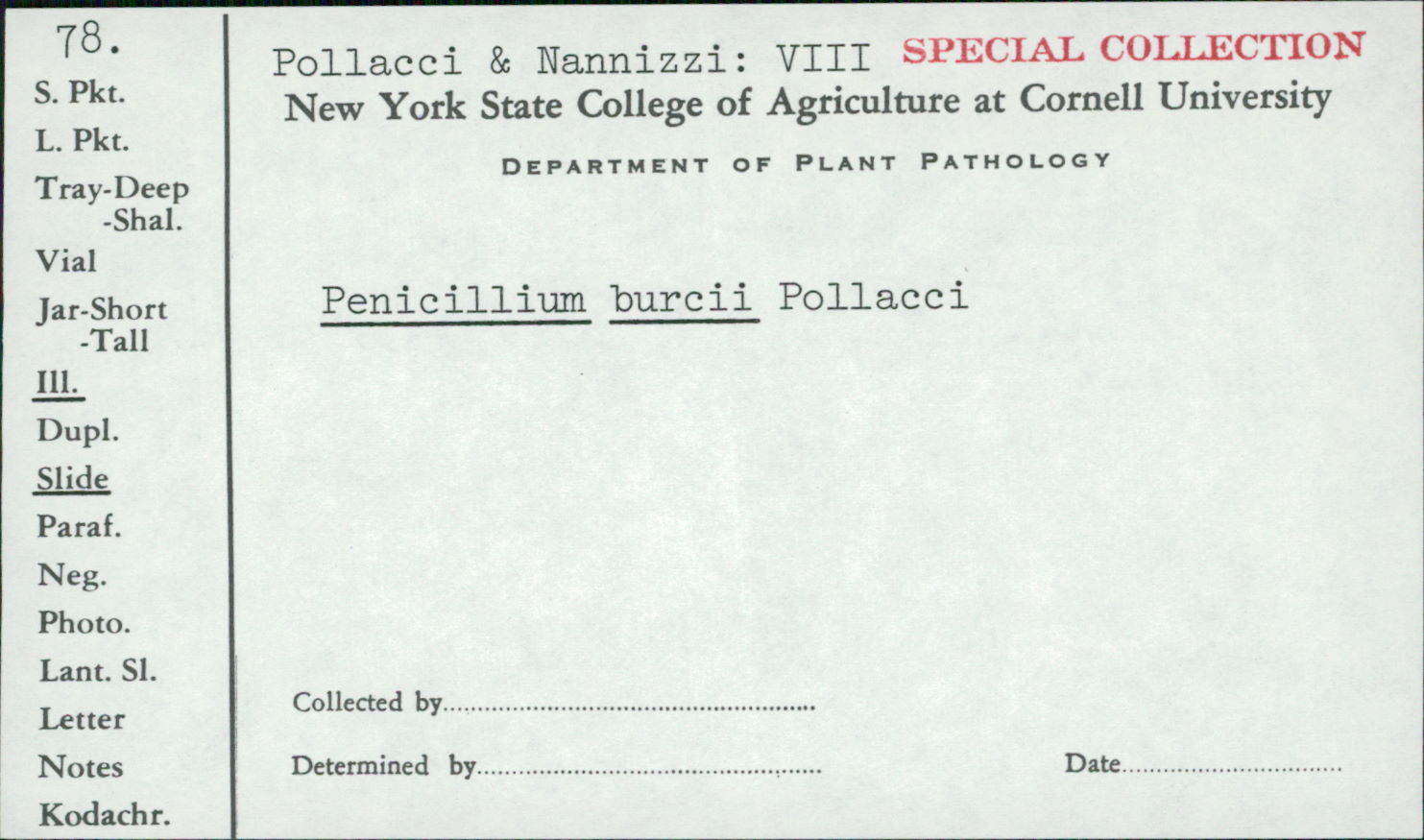 Penicillium burci image