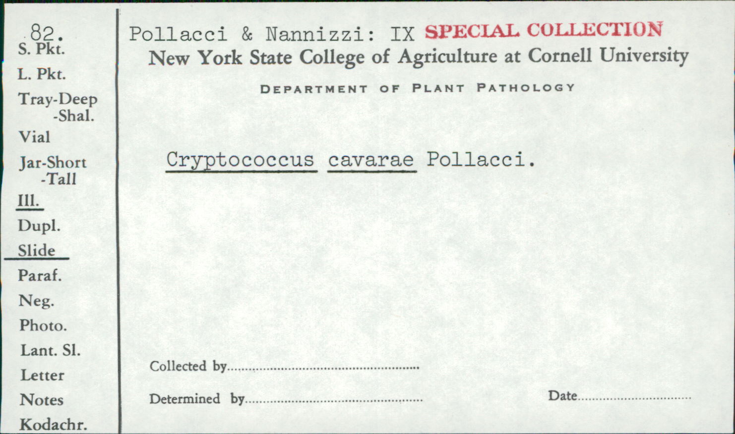 Cryptococcus cavarae image