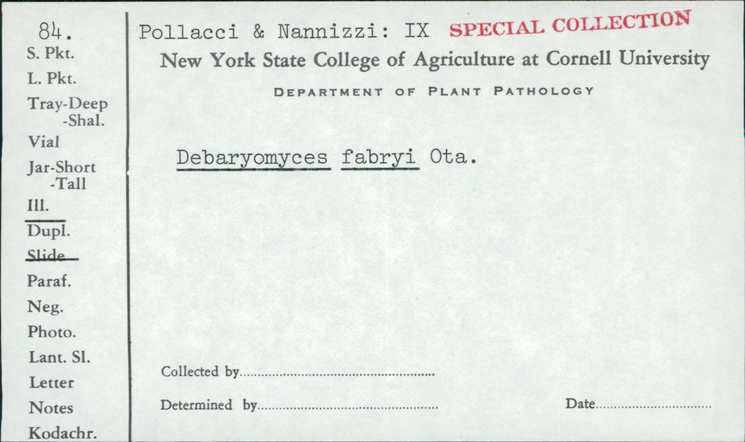 Debaryomycetaceae image