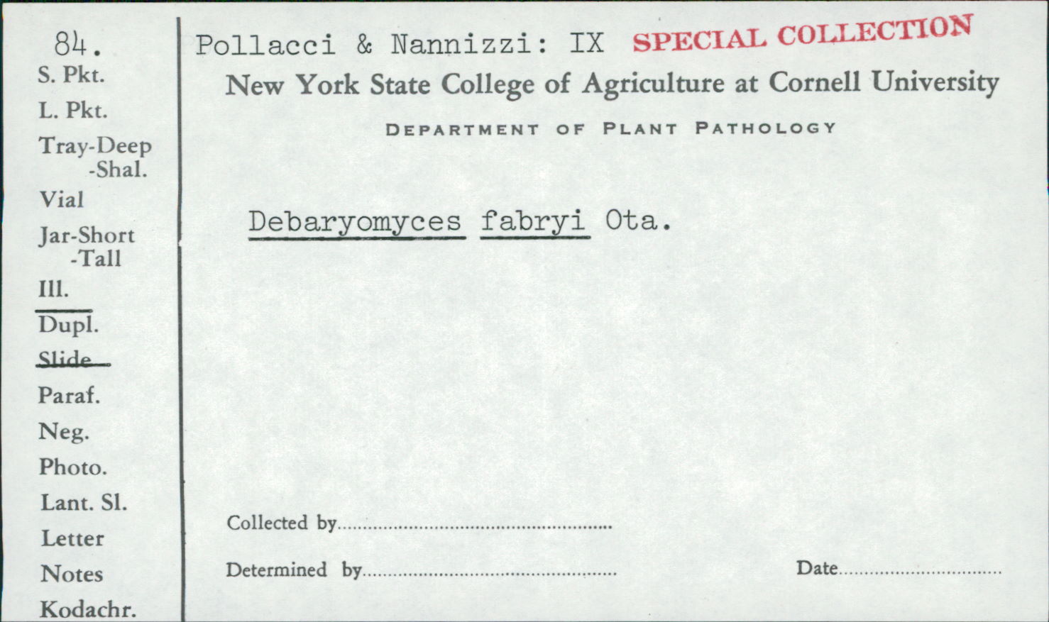 Debaryomyces fabryi image