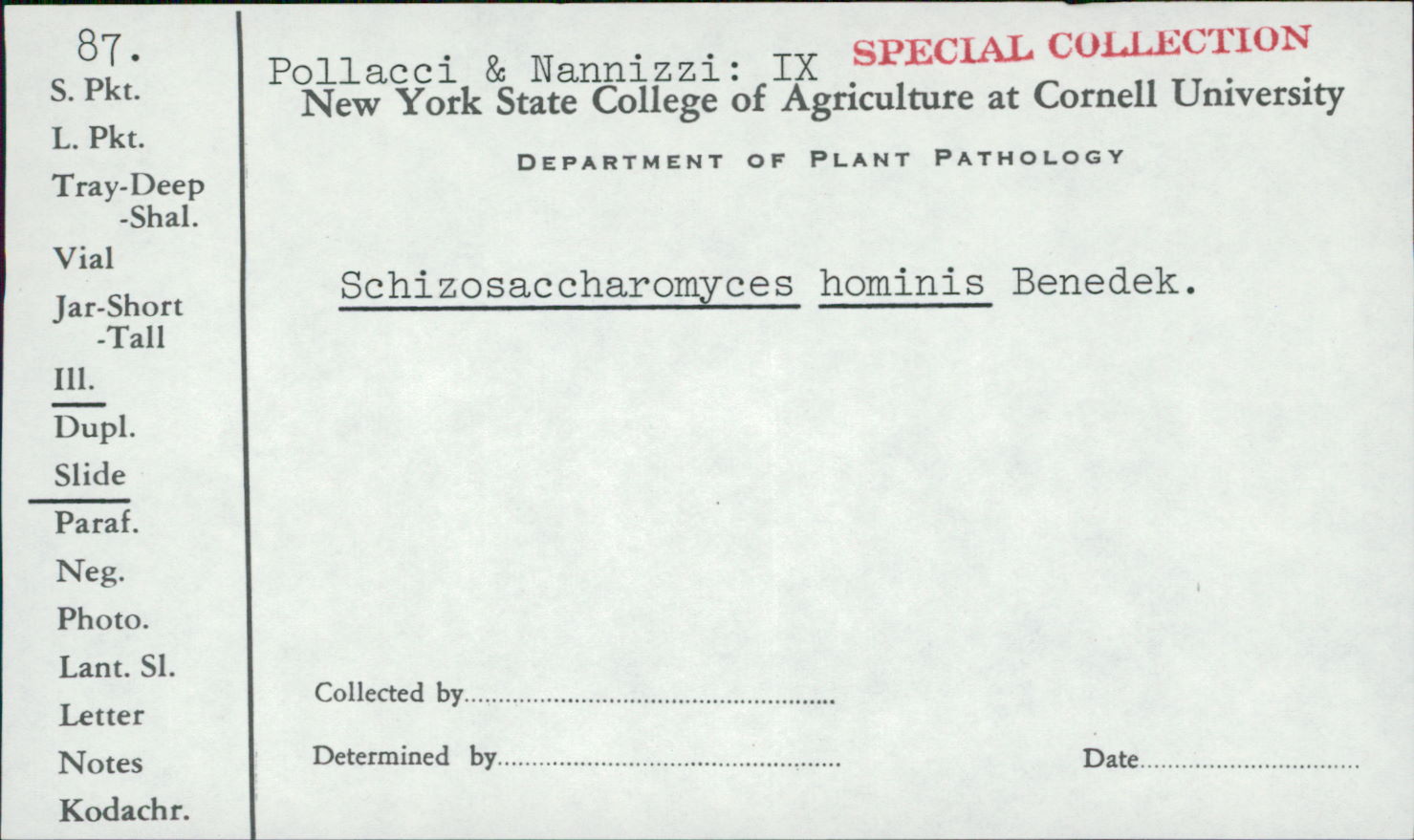 Schizosaccharomyces hominis image