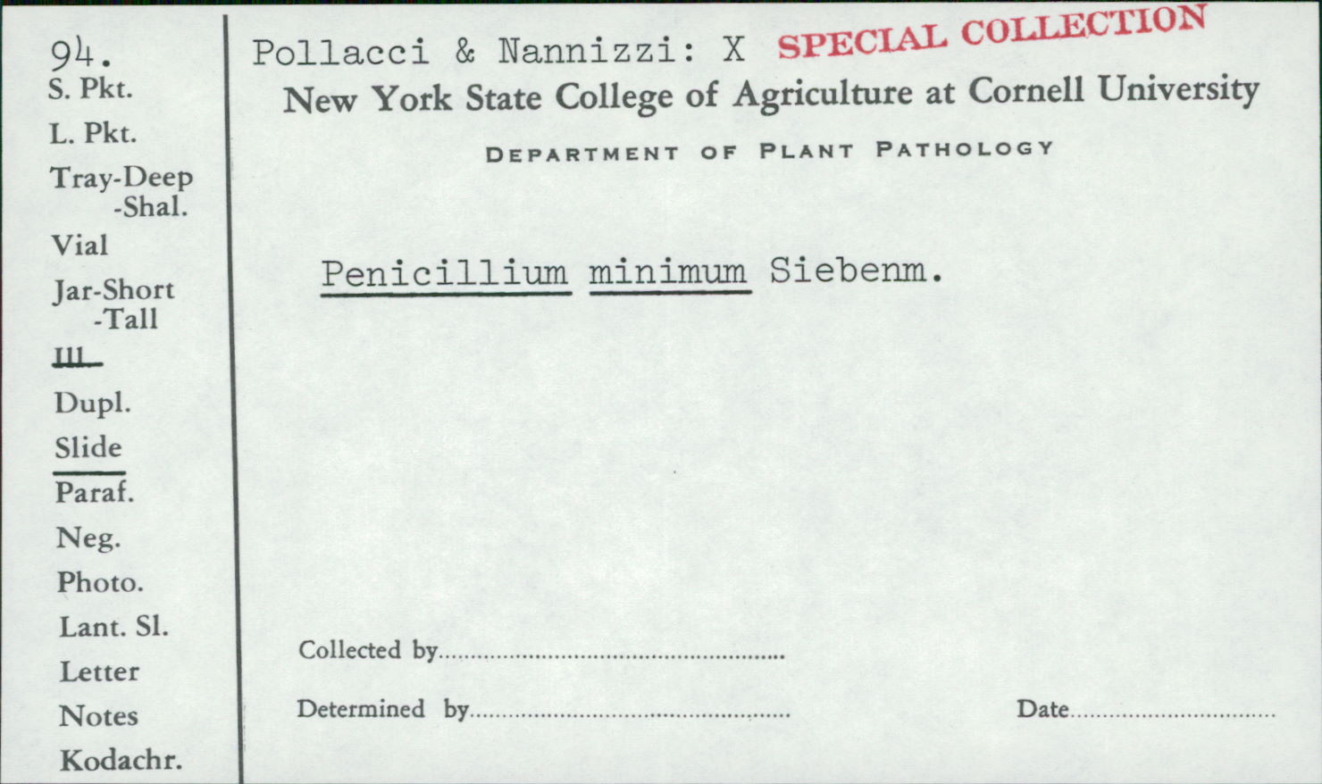 Penicillium minimum image