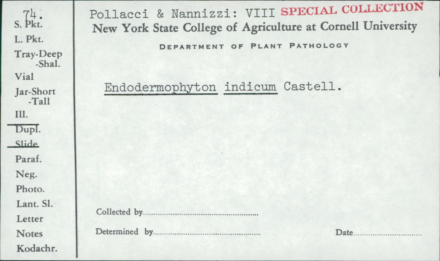 Endodermophyton indicum image