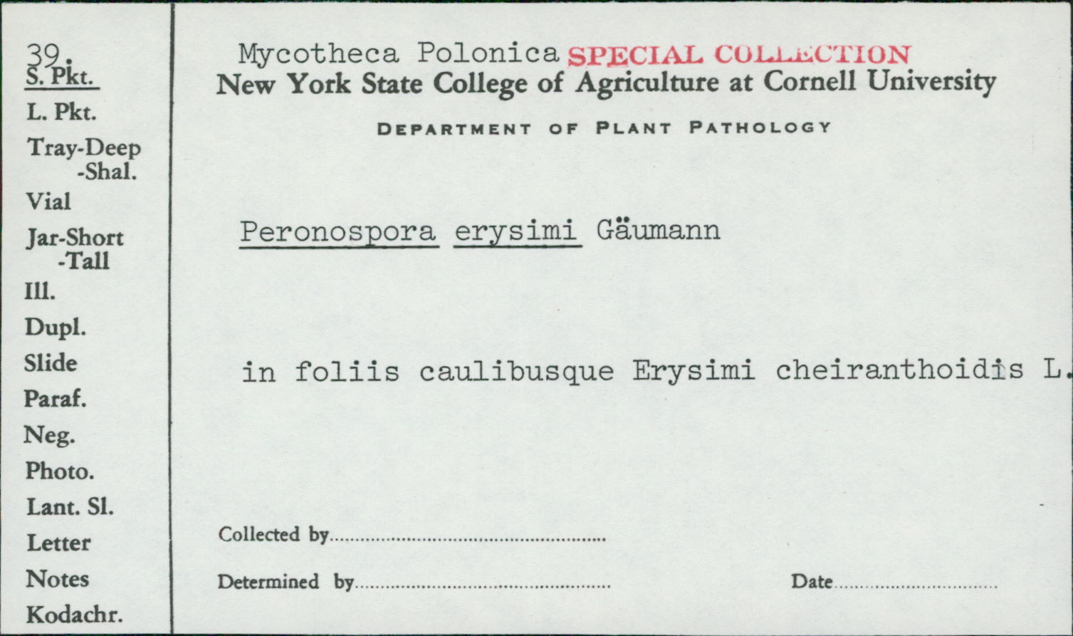 Peronospora erysimi image