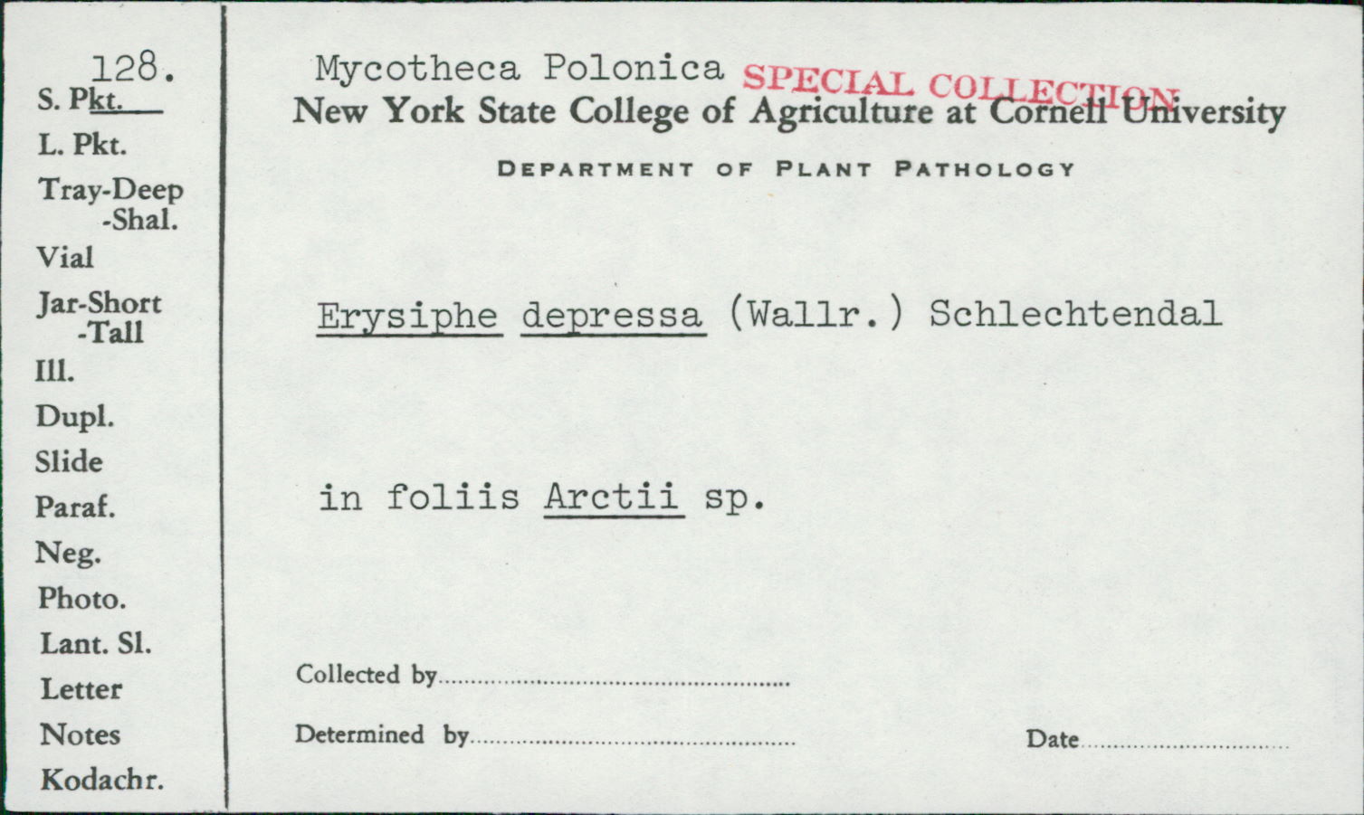 Golovinomyces depressus image