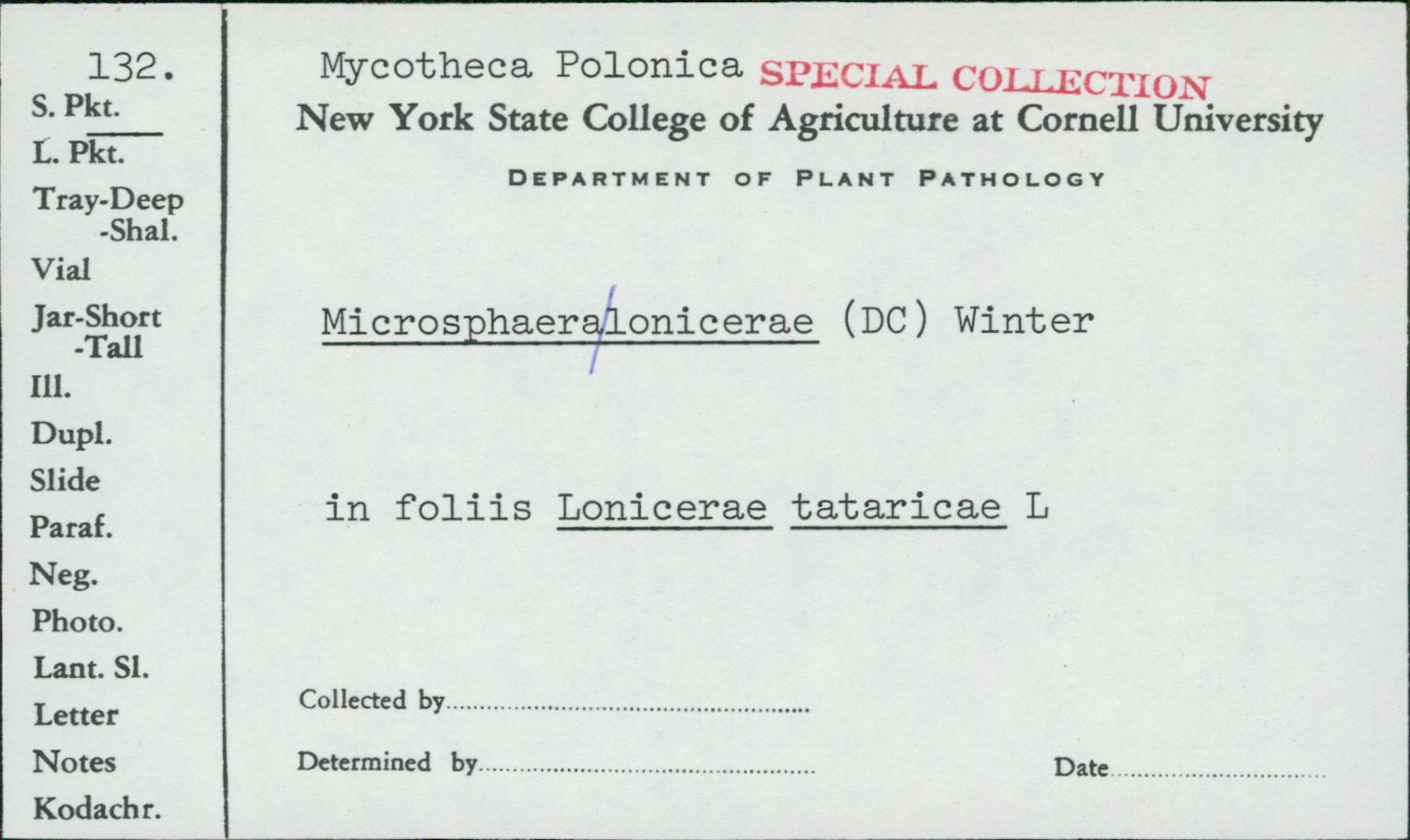 Microsphaera lonicerae image