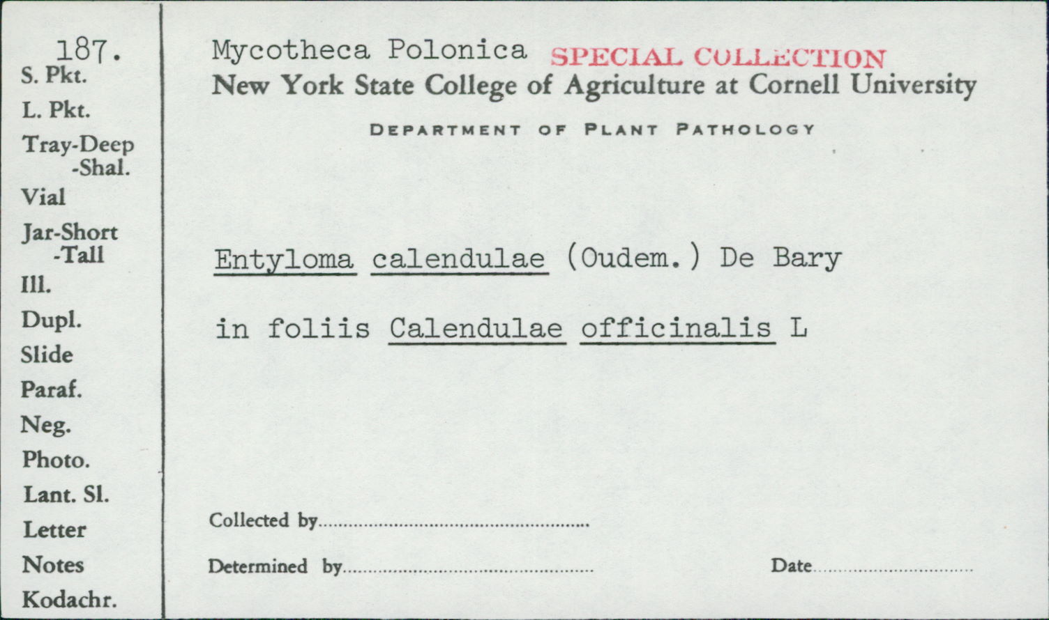 Entyloma image