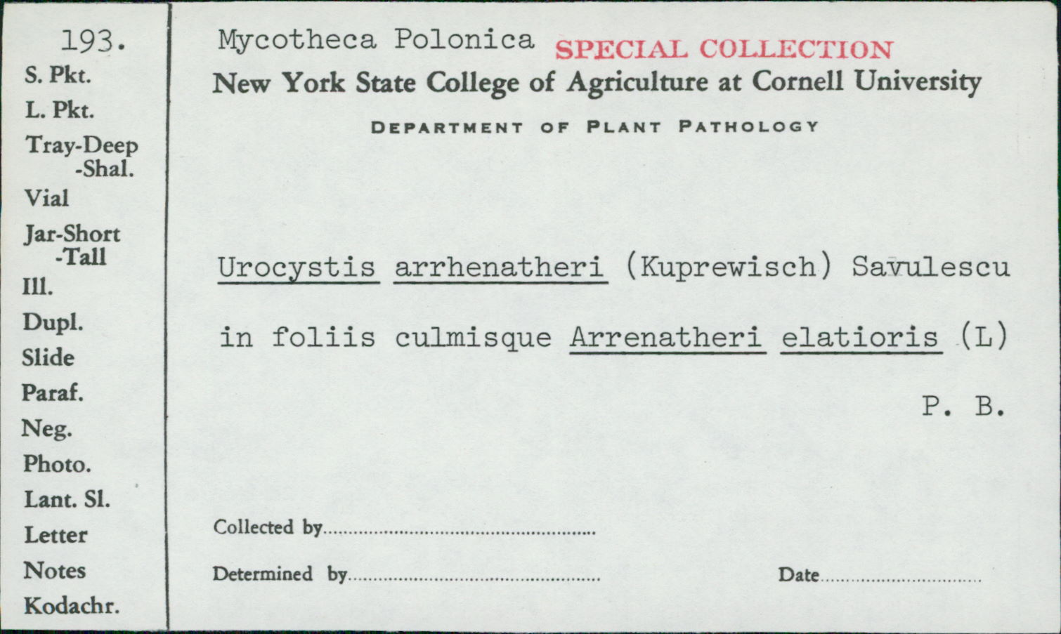 Urocystis arrhenatheri image