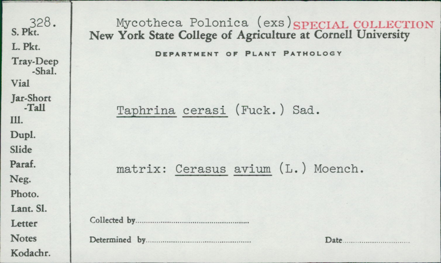 Taphrina cerasi image