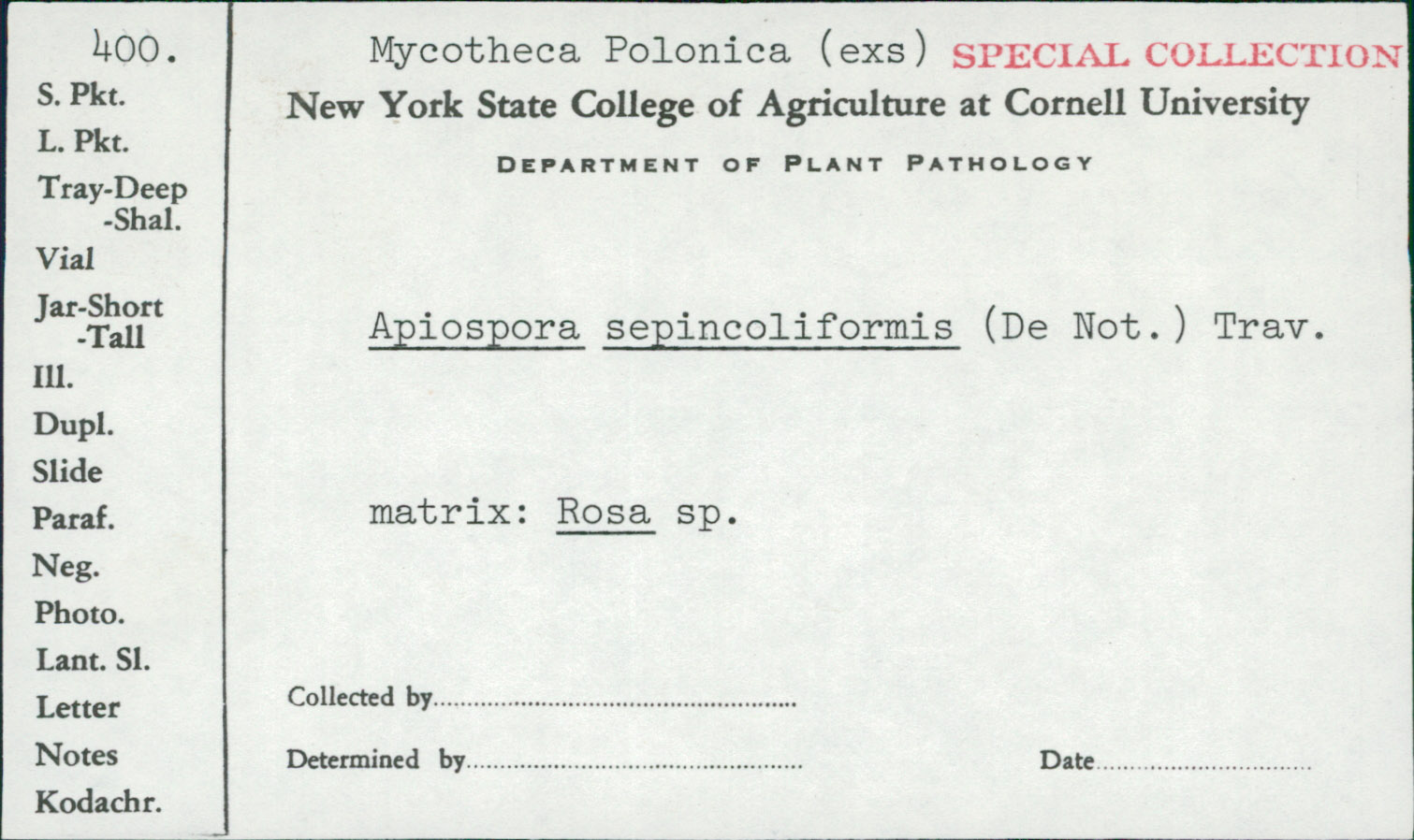 Pseudomassaria sepincoliformis image