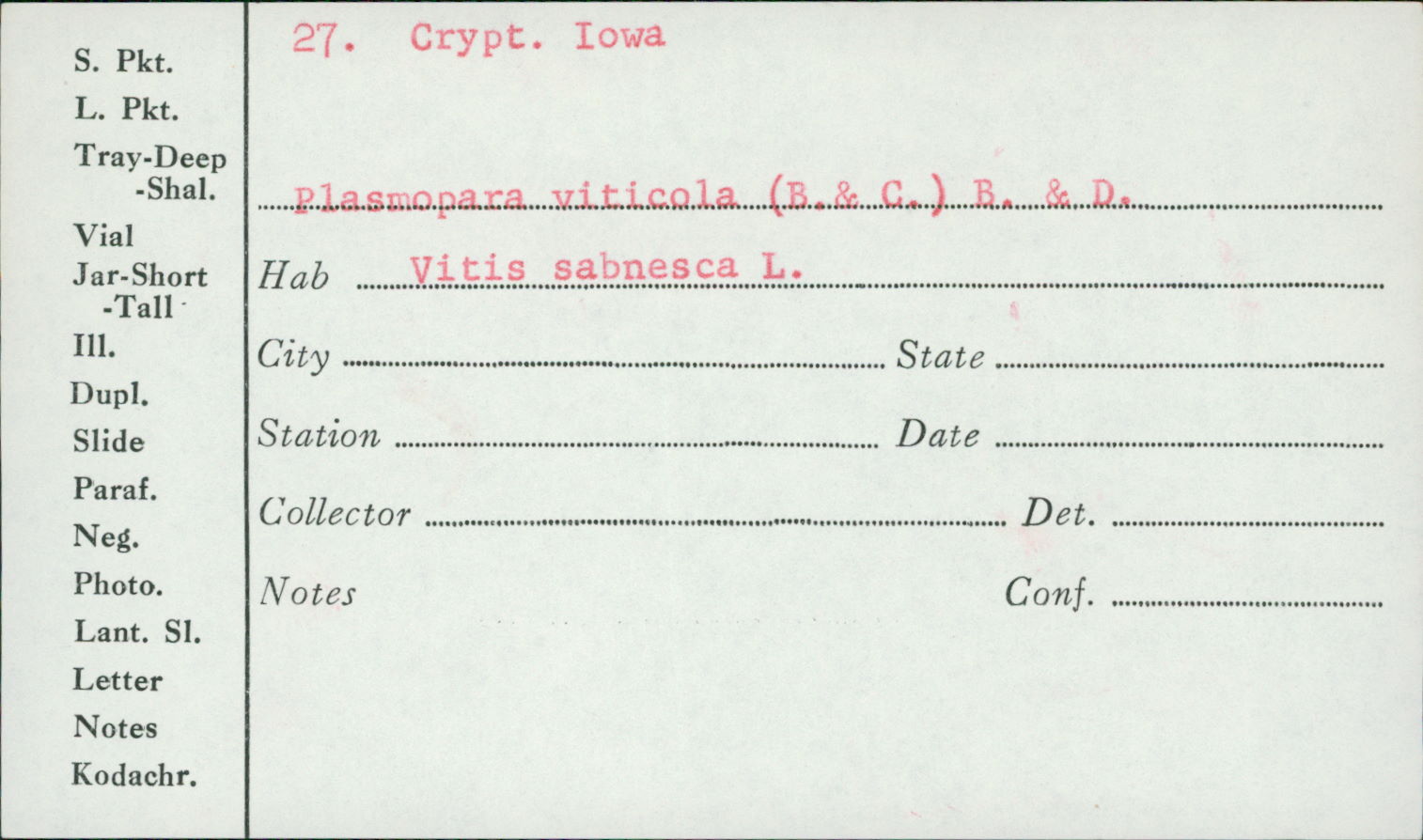 Plasmopara viticola image