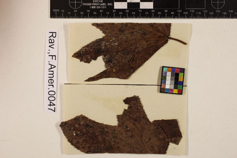 Melampsora liquidambaris image