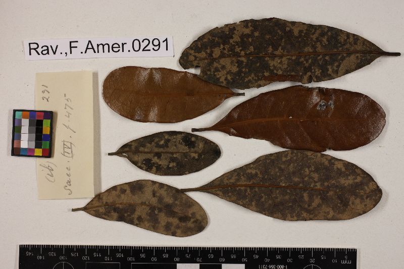 Cercospora polytricha image