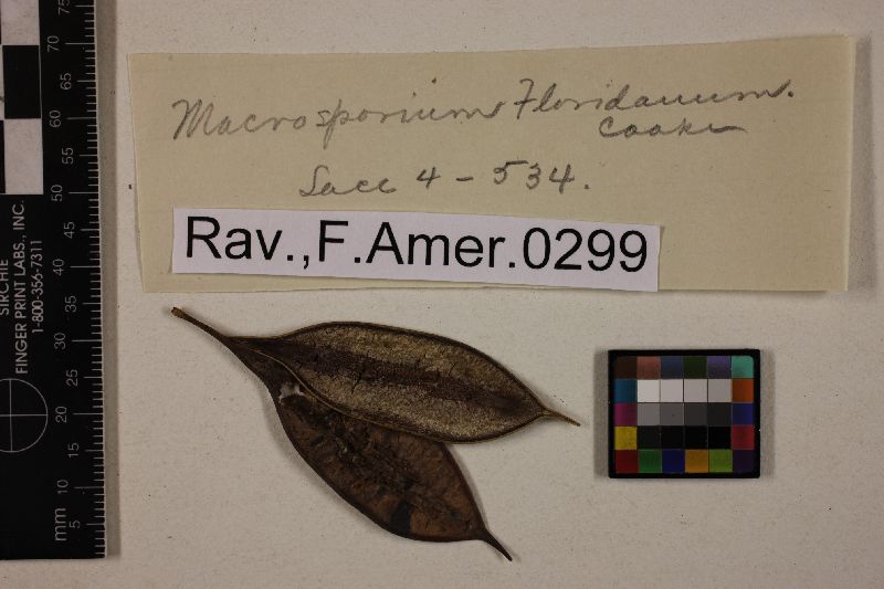 Macrosporium floridanum image