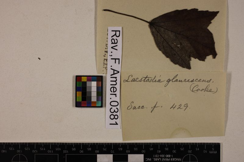 Sphaerella glaucescens image