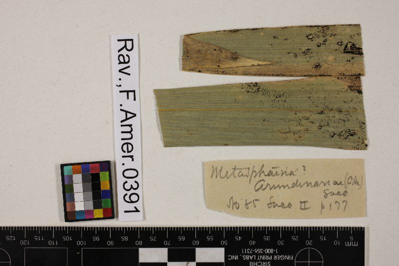 Stigmatea image