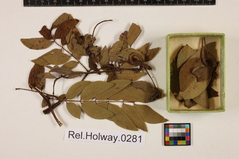Dicheirinia image