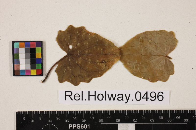 Puccinia vinulla image